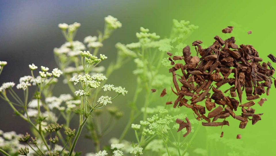 kediotu-kökü kediotu-kökü