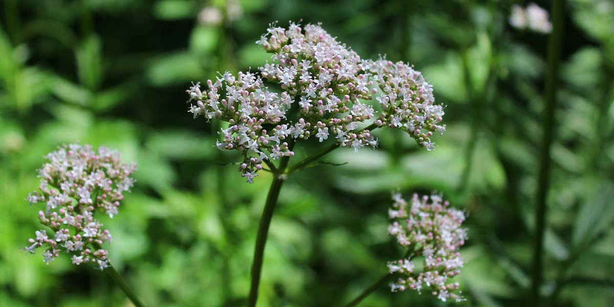 Kediotu Kökü (Valerian Root) Hakkında Bilmedikleriniz 1 kediotu-nedir