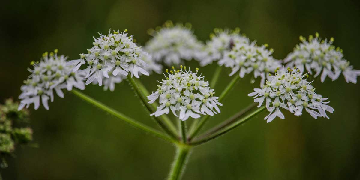 Kediotu Kökü (Valerian Root) Hakkında Bilmedikleriniz 2 kediotu