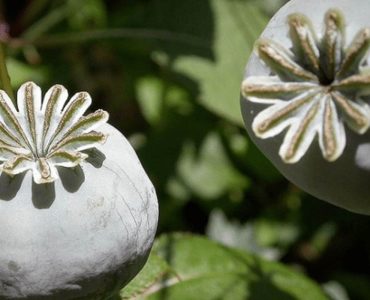 alkaloid-nedir alkaloid-nedir