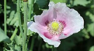 Alkaloid Bitkiler: Etkileri, Faydaları, İçeren Besinler 1 alkaloid nedir1