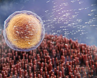 Candida/Kandida: Nedir? Candida/Kandida: Nedir?