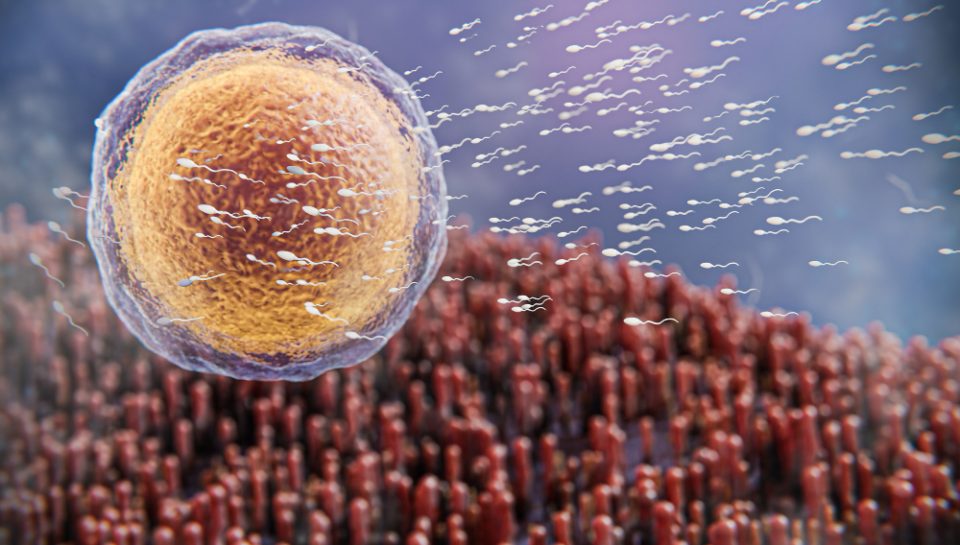 Candida/Kandida: Nedir? Candida/Kandida: Nedir?