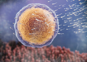Candida/Kandida: Nedir? Belirtileri, Risk Faktörleri, Diyeti, Testi, Besinler 1 Candida/Kandida: Nedir?