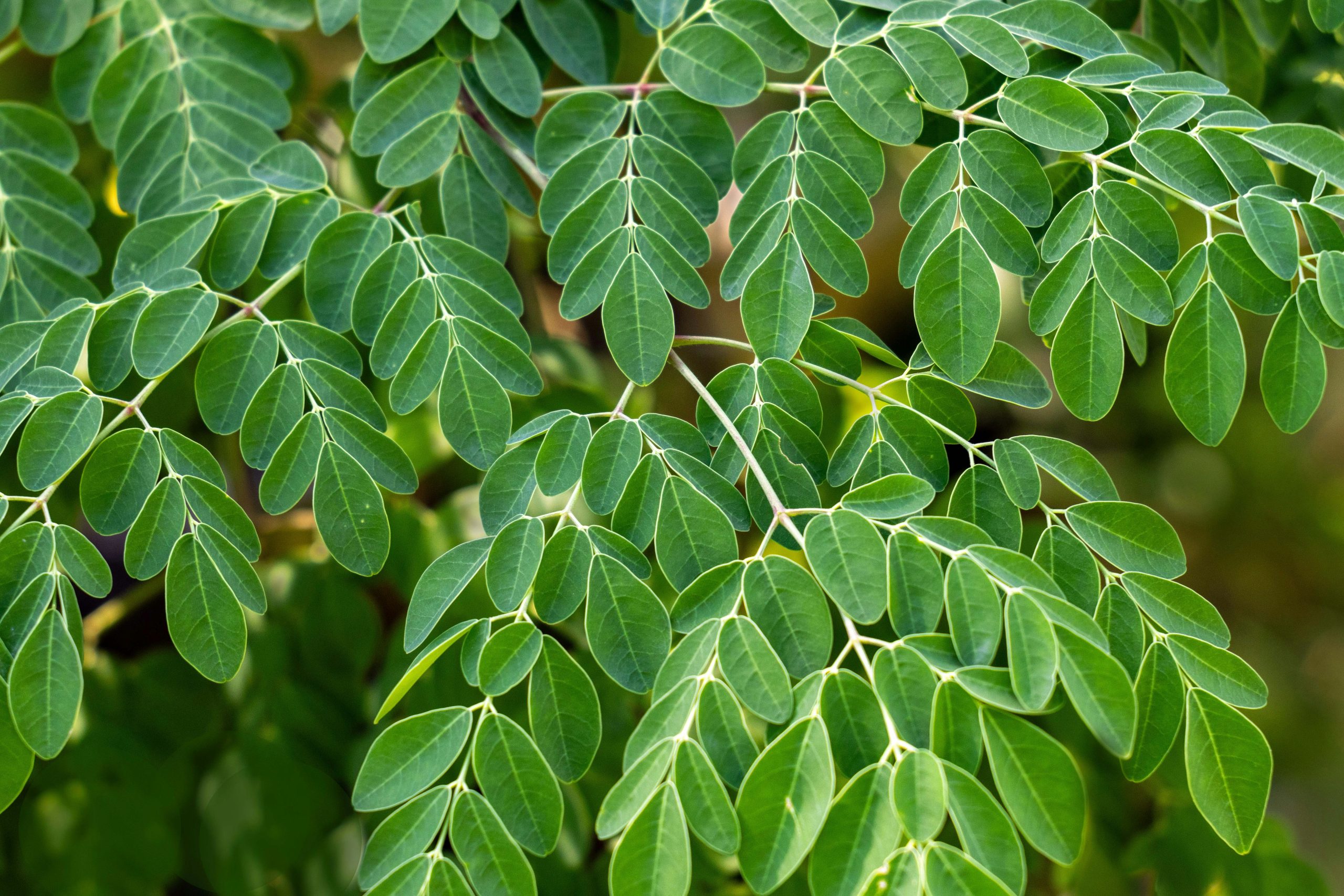 Moringa Tozu Nedir? Moringa Tozu Ne İşe Yarar? 1 moringa faydalari scaled