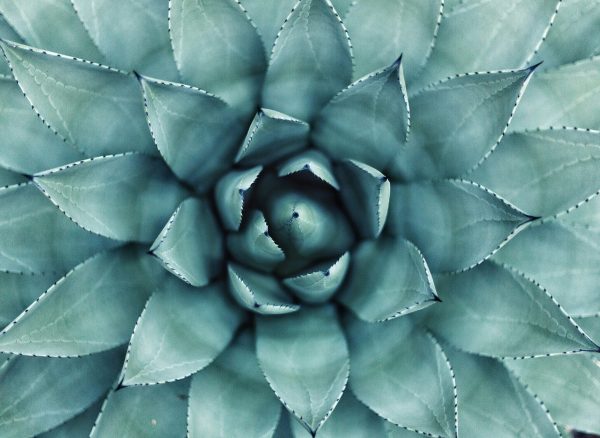 agave faydalari agave faydalari
