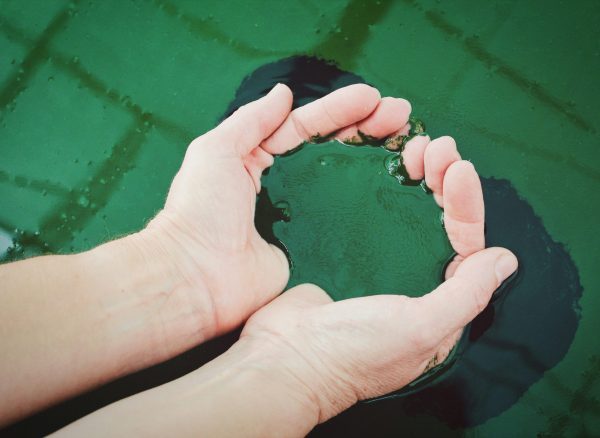 spirulina faydalari spirulina faydalari